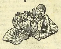 An illustration from Vlyssis Aldrouandi philosophi, et medici Bononiensis De reliquis animalibus exanguibus libri quatuor : post mortem eius editi : nempe de mollibus, crustaceis, testaceis, et zoophytis (1606)