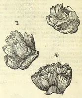An illustration from Vlyssis Aldrouandi philosophi, et medici Bononiensis De reliquis animalibus exanguibus libri quatuor : post mortem eius editi : nempe de mollibus, crustaceis, testaceis, et zoophytis (1606)
