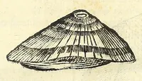 An illustration from Vlyssis Aldrouandi philosophi, et medici Bononiensis De reliquis animalibus exanguibus libri quatuor : post mortem eius editi : nempe de mollibus, crustaceis, testaceis, et zoophytis (1606)