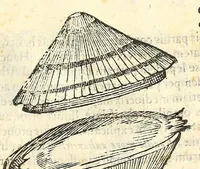 Picture 63 of 73 from Vlyssis Aldrouandi philosophi, et medici Bononiensis De reliquis animalibus exanguibus libri quatuor : post mortem eius editi : nempe de mollibus, crustaceis, testaceis, et zoophytis (1606), leaf 561