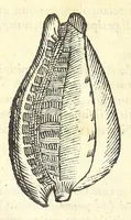 Picture 64 of 73 from Vlyssis Aldrouandi philosophi, et medici Bononiensis De reliquis animalibus exanguibus libri quatuor : post mortem eius editi : nempe de mollibus, crustaceis, testaceis, et zoophytis (1606), leaf 568