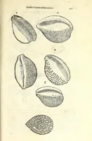 Picture 65 of 73 from Vlyssis Aldrouandi philosophi, et medici Bononiensis De reliquis animalibus exanguibus libri quatuor : post mortem eius editi : nempe de mollibus, crustaceis, testaceis, et zoophytis (1606), leaf 571