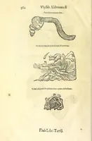 Picture 66 of 73 from Vlyssis Aldrouandi philosophi, et medici Bononiensis De reliquis animalibus exanguibus libri quatuor : post mortem eius editi : nempe de mollibus, crustaceis, testaceis, et zoophytis (1606), leaf 576