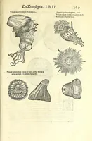 Picture 67 of 73 from Vlyssis Aldrouandi philosophi, et medici Bononiensis De reliquis animalibus exanguibus libri quatuor : post mortem eius editi : nempe de mollibus, crustaceis, testaceis, et zoophytis (1606), leaf 583