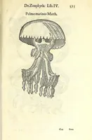 An illustration from Vlyssis Aldrouandi philosophi, et medici Bononiensis De reliquis animalibus exanguibus libri quatuor : post mortem eius editi : nempe de mollibus, crustaceis, testaceis, et zoophytis (1606)