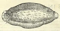 Picture 69 of 73 from Vlyssis Aldrouandi philosophi, et medici Bononiensis De reliquis animalibus exanguibus libri quatuor : post mortem eius editi : nempe de mollibus, crustaceis, testaceis, et zoophytis (1606), leaf 594