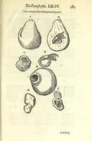 Picture 70 of 73 from Vlyssis Aldrouandi philosophi, et medici Bononiensis De reliquis animalibus exanguibus libri quatuor : post mortem eius editi : nempe de mollibus, crustaceis, testaceis, et zoophytis (1606), leaf 599