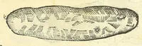 An illustration from Vlyssis Aldrouandi philosophi, et medici Bononiensis De reliquis animalibus exanguibus libri quatuor : post mortem eius editi : nempe de mollibus, crustaceis, testaceis, et zoophytis (1606)