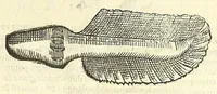 Picture 72 of 73 from Vlyssis Aldrouandi philosophi, et medici Bononiensis De reliquis animalibus exanguibus libri quatuor : post mortem eius editi : nempe de mollibus, crustaceis, testaceis, et zoophytis (1606), leaf 605