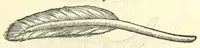 An illustration from Vlyssis Aldrouandi philosophi, et medici Bononiensis De reliquis animalibus exanguibus libri quatuor : post mortem eius editi : nempe de mollibus, crustaceis, testaceis, et zoophytis (1606)