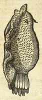Picture 4 of 73 from Vlyssis Aldrouandi philosophi, et medici Bononiensis De reliquis animalibus exanguibus libri quatuor : post mortem eius editi : nempe de mollibus, crustaceis, testaceis, et zoophytis (1606), leaf 96