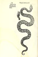 Picture 5 of 29 from Vlyssis Aldrouandi patricii Bononiensis Serpentum et draconu[m] historiae libri duo (1640), leaf 126