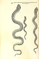 Picture 7 of 29 from Vlyssis Aldrouandi patricii Bononiensis Serpentum et draconu[m] historiae libri duo (1640), leaf 206