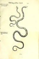 An illustration from Vlyssis Aldrouandi patricii Bononiensis Serpentum et draconu[m] historiae libri duo (1640)