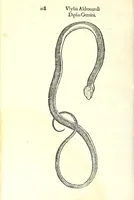 An illustration from Vlyssis Aldrouandi patricii Bononiensis Serpentum et draconu[m] historiae libri duo (1640)