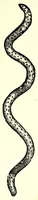 An illustration from Vlyssis Aldrouandi patricii Bononiensis Serpentum et draconu[m] historiae libri duo (1640)