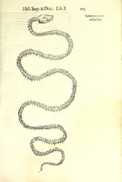 Picture 13 of 29 from Vlyssis Aldrouandi patricii Bononiensis Serpentum et draconu[m] historiae libri duo (1640), leaf 283