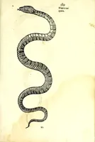 Picture 14 of 29 from Vlyssis Aldrouandi patricii Bononiensis Serpentum et draconu[m] historiae libri duo (1640), leaf 299
