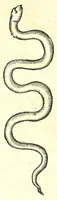 An illustration from Vlyssis Aldrouandi patricii Bononiensis Serpentum et draconu[m] historiae libri duo (1640)