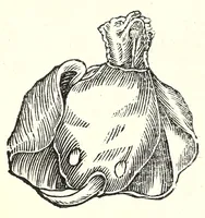 Picture 21 of 29 from Vlyssis Aldrouandi patricii Bononiensis Serpentum et draconu[m] historiae libri duo (1640), leaf 374