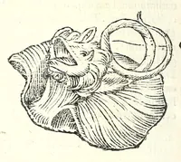An illustration from Vlyssis Aldrouandi patricii Bononiensis Serpentum et draconu[m] historiae libri duo (1640)