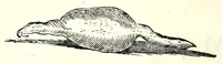 An illustration from Vlyssis Aldrouandi patricii Bononiensis Serpentum et draconu[m] historiae libri duo (1640)