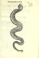 An illustration from Vlyssis Aldrouandi patricii Bononiensis Serpentum et draconu[m] historiae libri duo (1640)