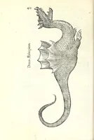 An illustration from Vlyssis Aldrouandi patricii Bononiensis Serpentum et draconu[m] historiae libri duo (1640)