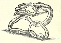 Picture 3 of 29 from Vlyssis Aldrouandi patricii Bononiensis Serpentum et draconu[m] historiae libri duo (1640), leaf 70