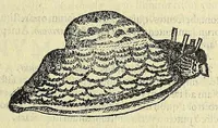 Picture 2 of 66 from Vlyssis Aldrovandi philosophi, et medici Bononiensis, De reliquis animalibus exanguibus libri quatuor (1606), leaf 101