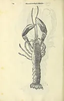 Picture 4 of 66 from Vlyssis Aldrovandi philosophi, et medici Bononiensis, De reliquis animalibus exanguibus libri quatuor (1606), leaf 132