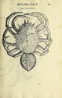 Picture 6 of 66 from Vlyssis Aldrovandi philosophi, et medici Bononiensis, De reliquis animalibus exanguibus libri quatuor (1606), leaf 201