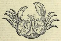 Picture 7 of 66 from Vlyssis Aldrovandi philosophi, et medici Bononiensis, De reliquis animalibus exanguibus libri quatuor (1606), leaf 205