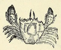 Picture 8 of 66 from Vlyssis Aldrovandi philosophi, et medici Bononiensis, De reliquis animalibus exanguibus libri quatuor (1606), leaf 210