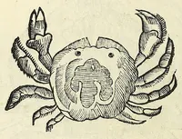 Picture 10 of 66 from Vlyssis Aldrovandi philosophi, et medici Bononiensis, De reliquis animalibus exanguibus libri quatuor (1606), leaf 210