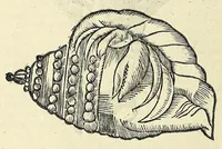 Picture 12 of 66 from Vlyssis Aldrovandi philosophi, et medici Bononiensis, De reliquis animalibus exanguibus libri quatuor (1606), leaf 238