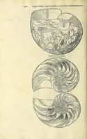 Picture 13 of 66 from Vlyssis Aldrovandi philosophi, et medici Bononiensis, De reliquis animalibus exanguibus libri quatuor (1606), leaf 284