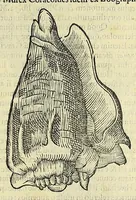 Picture 15 of 66 from Vlyssis Aldrovandi philosophi, et medici Bononiensis, De reliquis animalibus exanguibus libri quatuor (1606), leaf 359