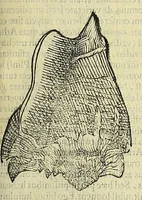Picture 16 of 66 from Vlyssis Aldrovandi philosophi, et medici Bononiensis, De reliquis animalibus exanguibus libri quatuor (1606), leaf 359