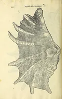 Picture 17 of 66 from Vlyssis Aldrovandi philosophi, et medici Bononiensis, De reliquis animalibus exanguibus libri quatuor (1606), leaf 362