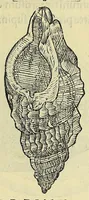 Picture 18 of 66 from Vlyssis Aldrovandi philosophi, et medici Bononiensis, De reliquis animalibus exanguibus libri quatuor (1606), leaf 367