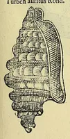 Picture 19 of 66 from Vlyssis Aldrovandi philosophi, et medici Bononiensis, De reliquis animalibus exanguibus libri quatuor (1606), leaf 367