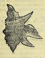 Picture 23 of 66 from Vlyssis Aldrovandi philosophi, et medici Bononiensis, De reliquis animalibus exanguibus libri quatuor (1606), leaf 375