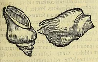 Picture 24 of 66 from Vlyssis Aldrovandi philosophi, et medici Bononiensis, De reliquis animalibus exanguibus libri quatuor (1606), leaf 379