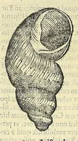 Picture 27 of 66 from Vlyssis Aldrovandi philosophi, et medici Bononiensis, De reliquis animalibus exanguibus libri quatuor (1606), leaf 412