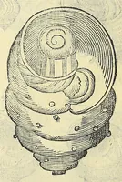 Picture 28 of 66 from Vlyssis Aldrovandi philosophi, et medici Bononiensis, De reliquis animalibus exanguibus libri quatuor (1606), leaf 412