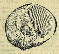 Picture 29 of 66 from Vlyssis Aldrovandi philosophi, et medici Bononiensis, De reliquis animalibus exanguibus libri quatuor (1606), leaf 415
