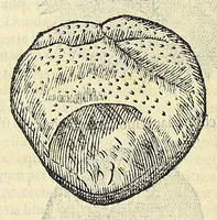Picture 31 of 66 from Vlyssis Aldrovandi philosophi, et medici Bononiensis, De reliquis animalibus exanguibus libri quatuor (1606), leaf 422