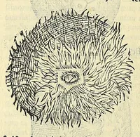 Picture 32 of 66 from Vlyssis Aldrovandi philosophi, et medici Bononiensis, De reliquis animalibus exanguibus libri quatuor (1606), leaf 422