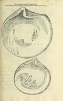 Picture 34 of 66 from Vlyssis Aldrovandi philosophi, et medici Bononiensis, De reliquis animalibus exanguibus libri quatuor (1606), leaf 437